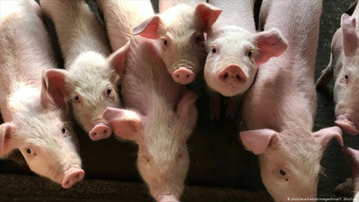 Chủng cúm lợn mới ở Trung Quốc không thể phát triển thành đại dịch? - 1