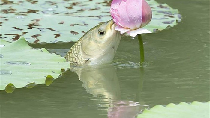 Cá lao lên mặt nước đớp trụi bông hoa sen - 2
