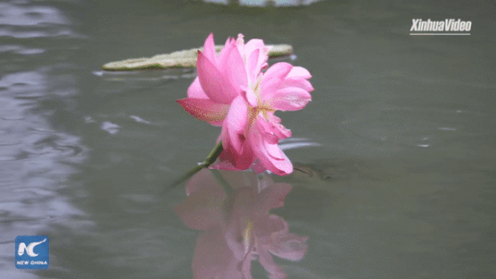 Cá lao lên mặt nước đớp trụi bông hoa sen - 1