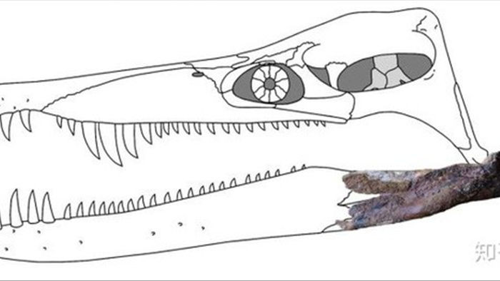 Hóa thạch của quái vật biển kỷ Jura được tìm thấy trên núi của Thụy Sĩ - Ảnh 9.