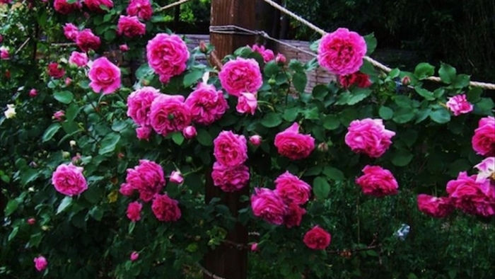 Phong thuỷ không ngờ từ những cây hồng leo, hoa giấy bám quanh nhà