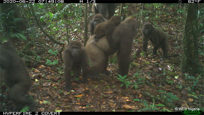 Hình ảnh loài khỉ đột hiếm có nhất thế giới địu con trên lưng - 1