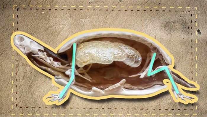 Đây là những gì có bên trong chiếc mai của một con rùa, và đảm bảo chúng sẽ khiến bạn há mồm kinh ngạc - Ảnh 1.