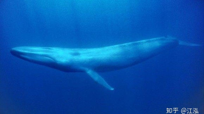Cá voi răng vương miện: Làm sáng tỏ điểm khởi đầu của sự tiến hóa của cá voi tấm sừng - Ảnh 2.