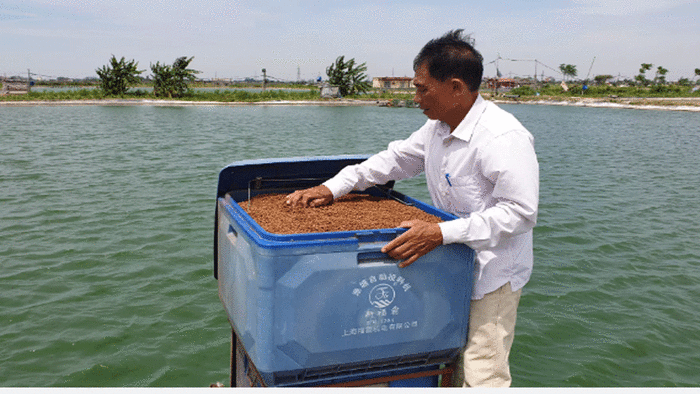 Ao cá trắm khổng lồ ở Nam Định, ông chủ thu đều 7 tỷ/năm
