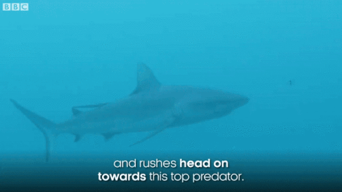 Đàn cá dọn vệ sinh lao vào miệng cá mập để “đánh răng” - 2