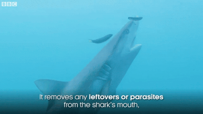 Đàn cá dọn vệ sinh lao vào miệng cá mập để “đánh răng” - 3