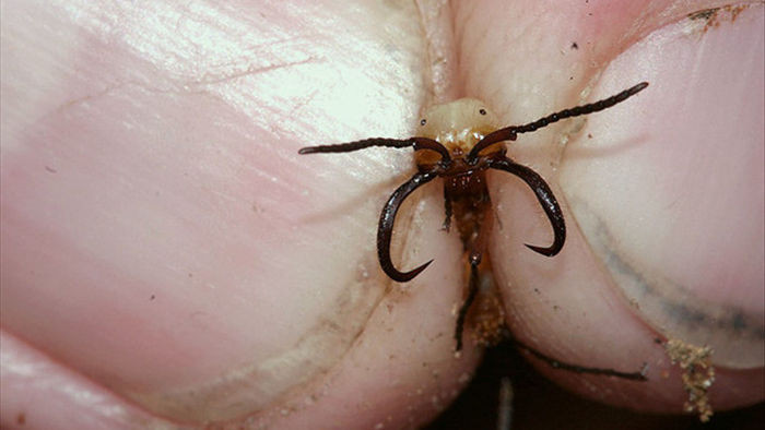 Loài kiến háu ăn nhất thiên nhiên: một ngày săn 500.000 con mồi, hàm răng nối lành được vết thương của người - Ảnh 1.