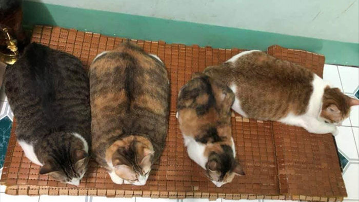 Đàn mèo mập ú na ú nần khiến dân tình phát sốt, lương tháng bao nhiêu cũng tình nguyện dành hết để nuôi cho béo - Ảnh 2.