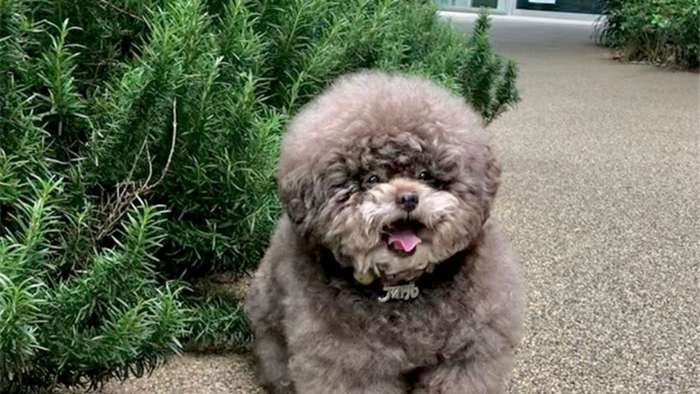 Dân mạng cười rần rần với cô chó Poodle mũm mĩm có dáng ngồi dỗi hờn cả thế giới, ngờ đâu đó lại là đại tiểu thư vạn người mê, tự đóng quảng cáo kiếm tiền cực xịn - Ảnh 9.