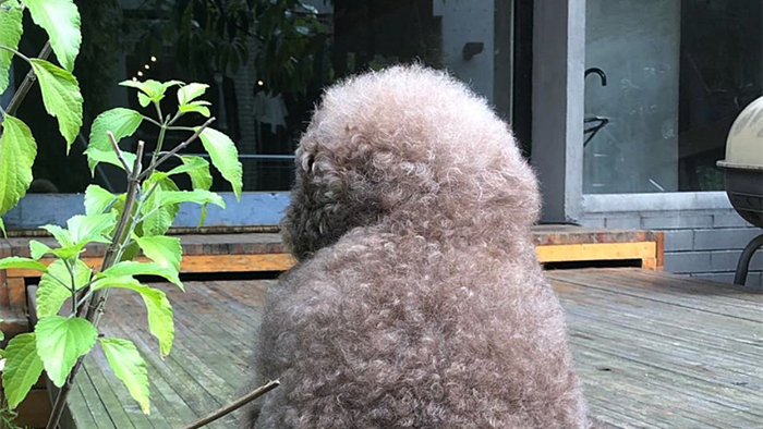 Dân mạng cười rần rần với cô chó Poodle mũm mĩm có dáng ngồi dỗi hờn cả thế giới, ngờ đâu đó lại là đại tiểu thư vạn người mê, tự đóng quảng cáo kiếm tiền cực xịn - Ảnh 26.