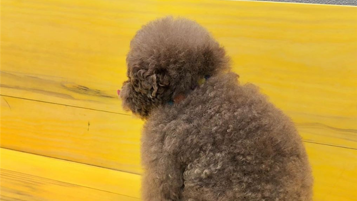 Dân mạng cười rần rần với cô chó Poodle mũm mĩm có dáng ngồi dỗi hờn cả thế giới, ngờ đâu đó lại là đại tiểu thư vạn người mê, tự đóng quảng cáo kiếm tiền cực xịn - Ảnh 3. Dân mạng cười rần rần với cô chó Poodle mũm mĩm có dáng ngồi dỗi hờn cả thế giới, ngờ đâu đó lại là đại tiểu thư vạn người mê, tự đóng quảng cáo kiếm tiền cực xịn - Ảnh 3.