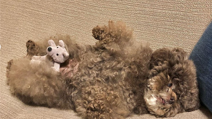 Dân mạng cười rần rần với cô chó Poodle mũm mĩm có dáng ngồi dỗi hờn cả thế giới, ngờ đâu đó lại là đại tiểu thư vạn người mê, tự đóng quảng cáo kiếm tiền cực xịn - Ảnh 19. Dân mạng cười rần rần với cô chó Poodle mũm mĩm có dáng ngồi dỗi hờn cả thế giới, ngờ đâu đó lại là đại tiểu thư vạn người mê, tự đóng quảng cáo kiếm tiền cực xịn - Ảnh 19.