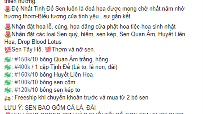 Quý hiếm những đóa sen sinh đôi mang tên Tịnh Đế, giá bán cao 200.000 đồng/bông vẫn nhiều người chờ được mua - Ảnh 4.