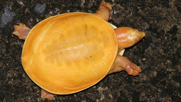 Tìm thấy rùa bạch tạng màu vàng óng siêu hiếm ở Ấn Độ - 1