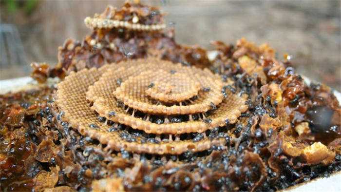 Ong xây tổ theo cấu trúc tinh thể? - 1