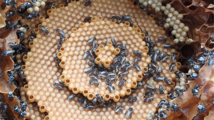 Ong xây tổ theo cấu trúc tinh thể? - 2