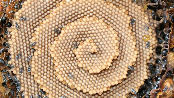 Ong xây tổ theo cấu trúc tinh thể? - 3