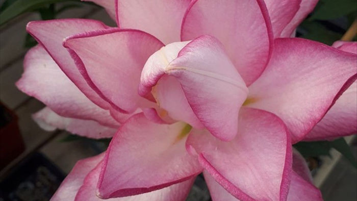 Hoa ly Đà Lạt bị 'gắn mác' hoa nhập khẩu, rao bán đắt gấp 4-5 lần