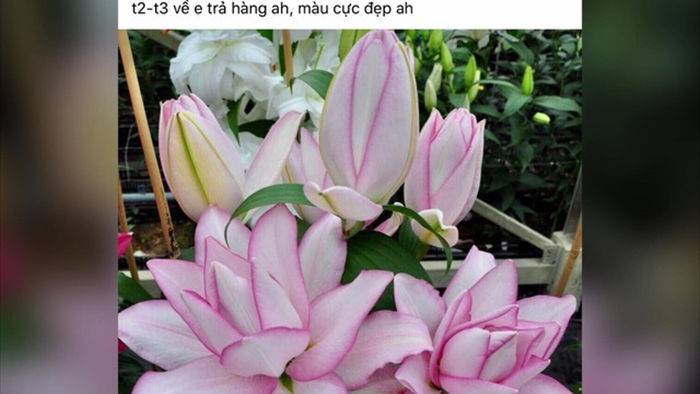 Hoa ly Đà Lạt bị 'gắn mác' hoa nhập khẩu, rao bán đắt gấp 4-5 lần