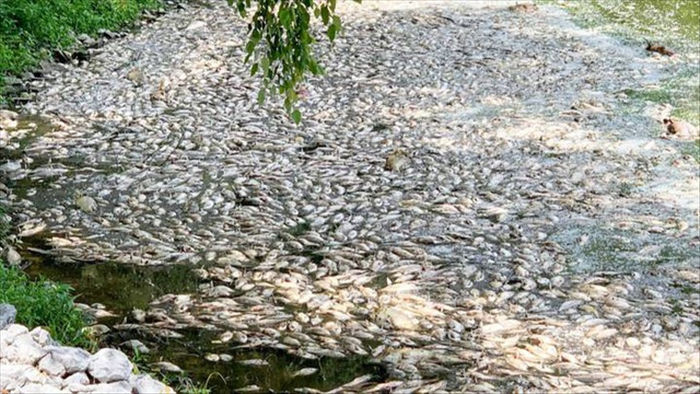 Chỉ sau một đêm, hàng ngàn con cá chết nổi trắng mặt hồ - 1