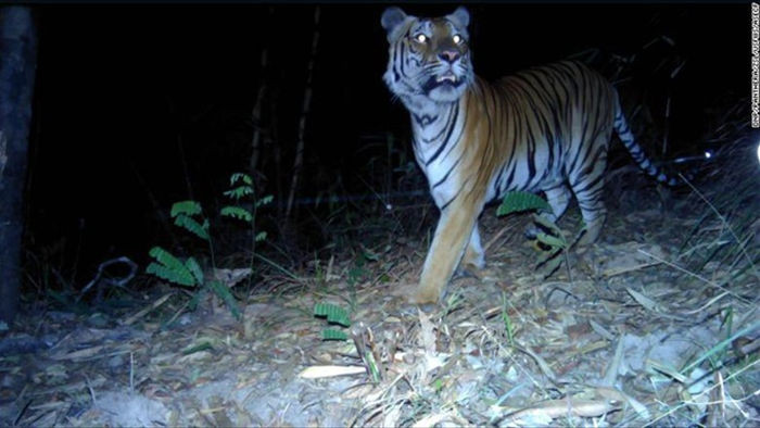 Hổ Đông Dương được phát hiện ở Thái Lan - 1