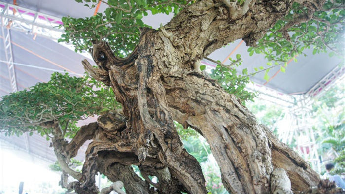 Mãn nhãn với cây găng tu hú, gỗ lũa tự thân hàng trăm năm tuổi - 7