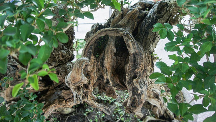 Mãn nhãn với cây găng tu hú, gỗ lũa tự thân hàng trăm năm tuổi - 3