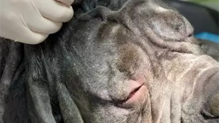 Chú chó ngao được đưa đi căng da mặt loại bỏ hơn 1 kg da thừa - 3