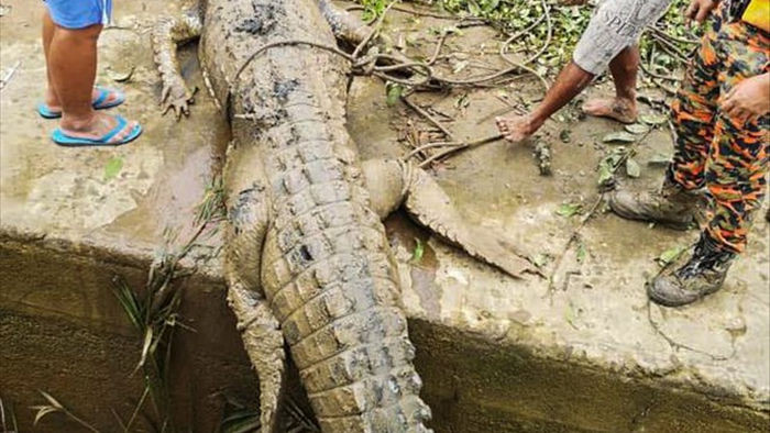 Tìm thấy thi thể cậu bé 14 tuổi bị mất tích ở Malaysia trong bụng cá sấu - 1