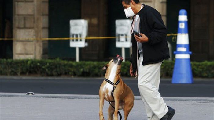 Chó được huấn luyện ngửi phát hiện virus corona chính xác gần 100% - 3