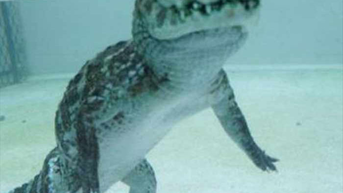 Cá sấu nổi lềnh bềnh ai cũng sợ nhưng hình ảnh dưới mặt nước lại phản bội sự hung tợn của chúng, thậm chí còn có phần đáng yêu - Ảnh 3.