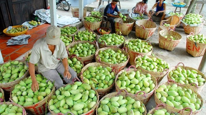 Trung Quốc tạm dừng nhập khẩu xoài Việt Nam