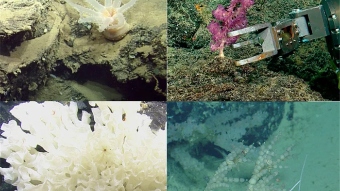 Phát hiện 30 loài mới dưới đáy đại dương ở Ecuador - 1