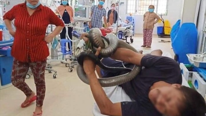 Rắn hổ mang chúa – loài rắn độc dài nhất thế giới - 2 Rắn hổ mang chúa – loài rắn độc dài nhất thế giới - 2