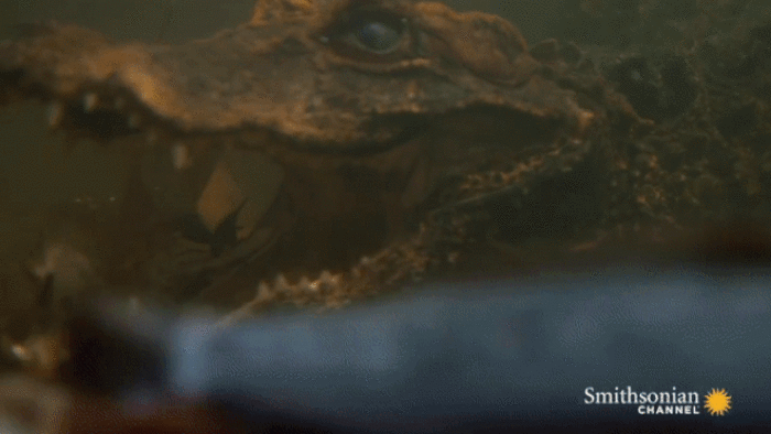 Cá sấu nhịn thở hàng giờ dưới nước, nằm bất động dụ con mồi chui vào miệng - 3