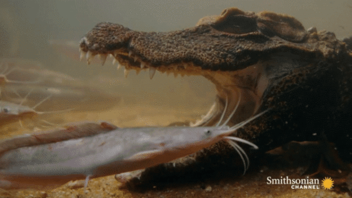 Cá sấu nhịn thở hàng giờ dưới nước, nằm bất động dụ con mồi chui vào miệng - 2