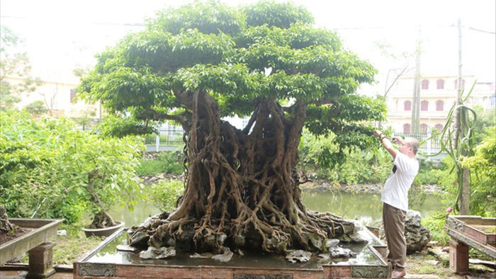 “Báu vật ẩn mình” có tuổi đời 500 năm ở Hà Nội, trả 100 cây vàng không bán - 2