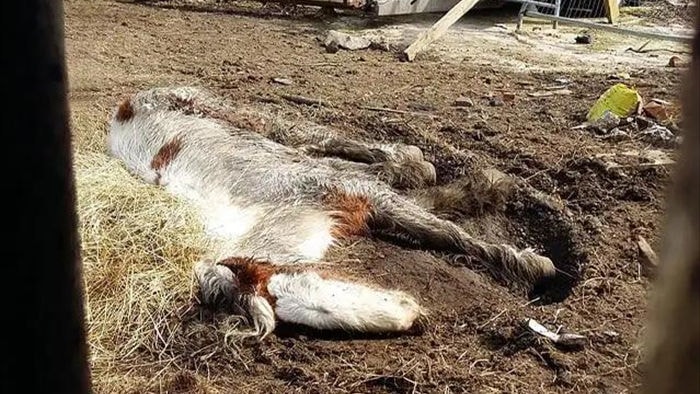 Cuộc lột xác thần kỳ của chú ngựa Pony: Từ xác khô trộn bùn đến tấm thân đẹp rực rỡ - Ảnh 1. Cuộc lột xác thần kỳ của chú ngựa Pony: Từ xác khô trộn bùn đến tấm thân đẹp rực rỡ - Ảnh 1.