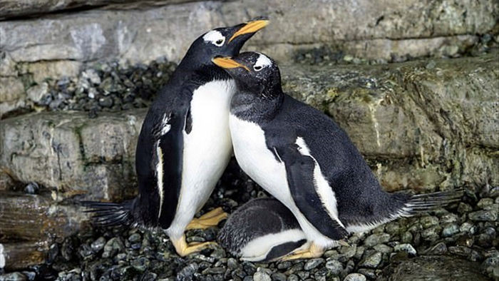 Hạnh phúc vỡ òa với cặp đôi chim cánh cụt đồng tính lần đầu được làm cha mẹ - Ảnh 1.