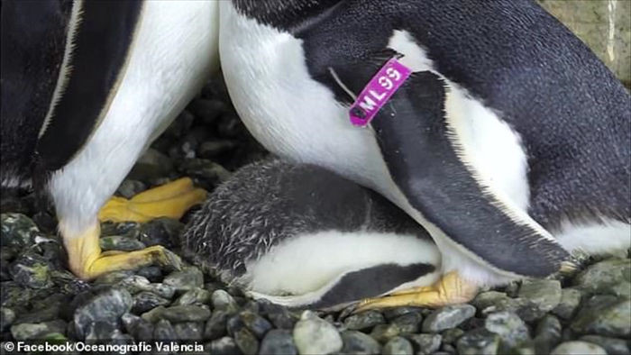 Hạnh phúc vỡ òa với cặp đôi chim cánh cụt đồng tính lần đầu được làm cha mẹ - Ảnh 4.