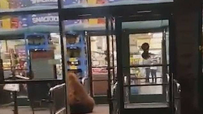 Gấu liều lĩnh mò vào cửa hàng trộm bim bim lúc nửa đêm - 1