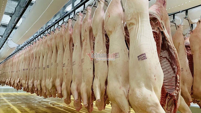 100 nghìn con lợn Thái Lan đổ về, giá thịt trong nước giảm mạnh