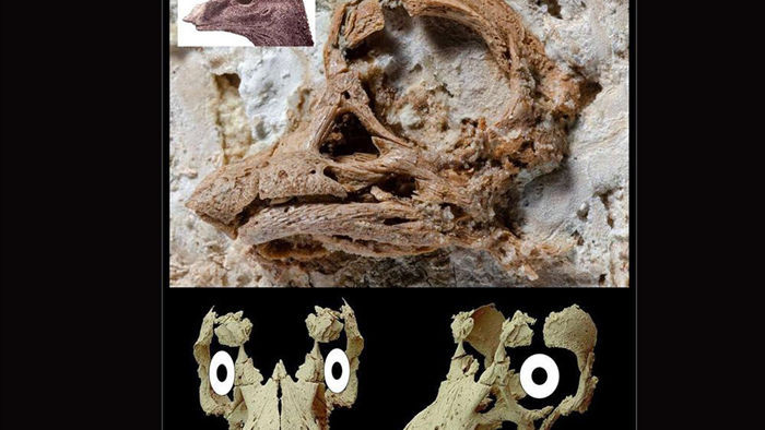 Lần đầu tiên tìm thấy hoá thạch phôi khủng long cực hiếm - 1