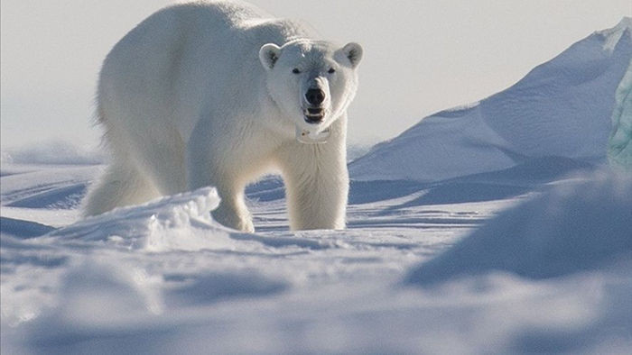 Gấu Bắc cực tấn công làm 1 người chết tại Na Uy                     - 1