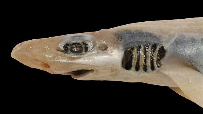 Lần đầu tiên phát hiện cá mập không có da và răng - 1