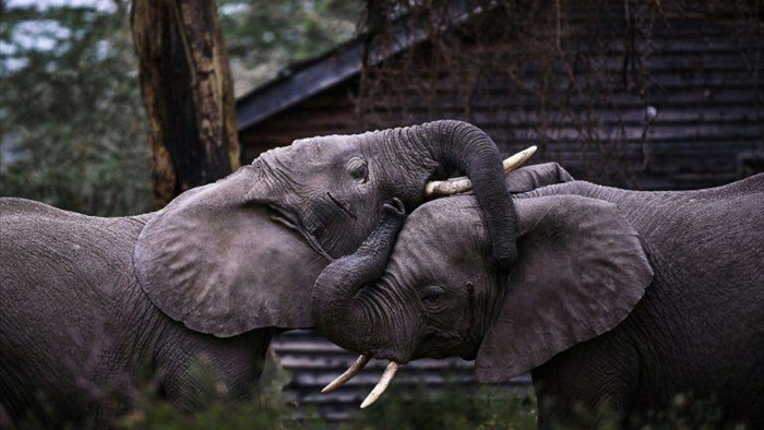 12 con voi chết bí ẩn ở Zimbabwe - 1