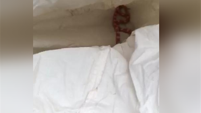 Hết hồn khi được rắn ghé thăm phòng ngủ lúc nửa đêm - 1