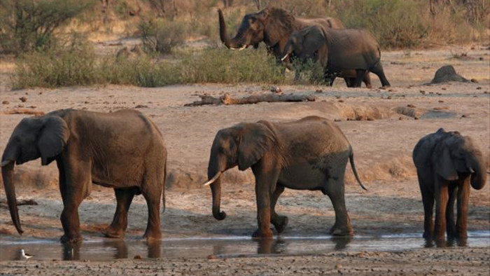 Hàng chục con voi ở Zimbabwe chết bất thường, nghi do nhiễm vi khuẩn  - 1