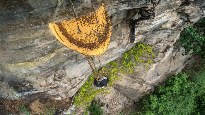 Nghề săn mật ong trên vách đá - Bất chấp cả tính mạng để lấy vàng lỏng - 4